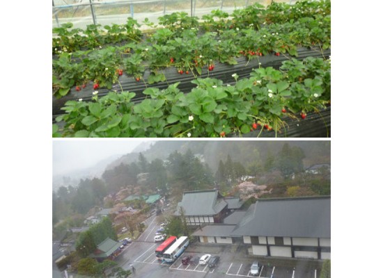 日本农业种植基地