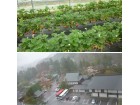 日本农业种植基地